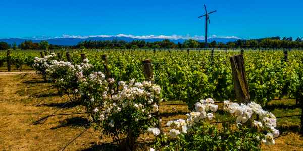 Escapade près de Wellington : Martinborough